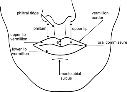 Lip Lift Anatomy Diagram