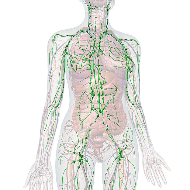 Anatomy of lymph system