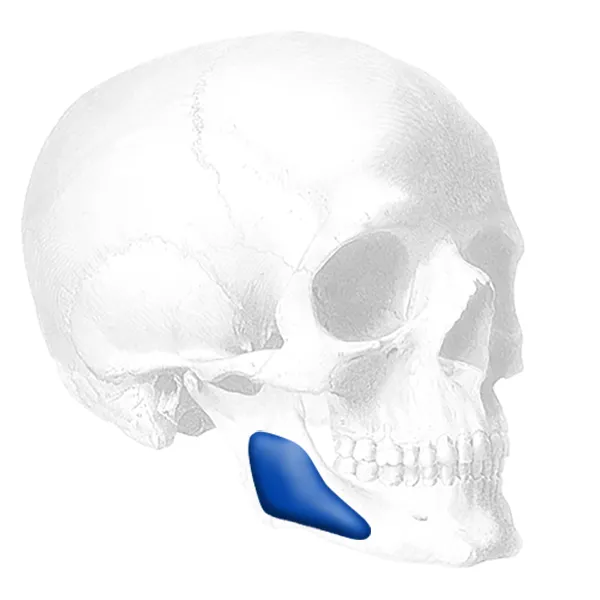 jaw skull photo